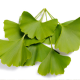Ginko biloba