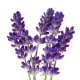 Lavanda