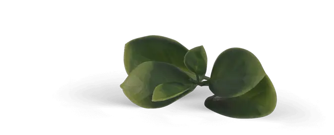 Listovi
